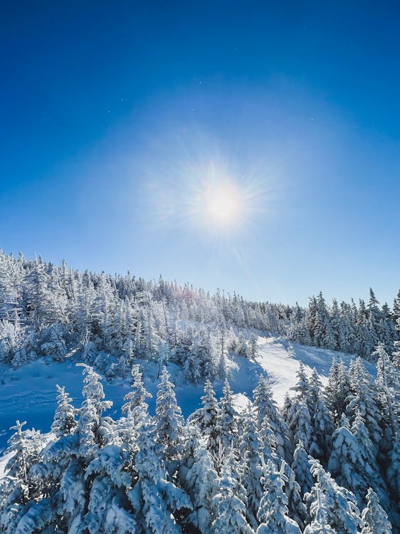 Fotos de stock gratuitas de bosque, invierno, montaña