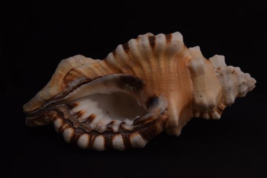 A close-up view of a spiral seashell with intricate details against a dark background.