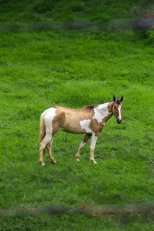 Základová fotografie zdarma na téma farma, kůň, louka