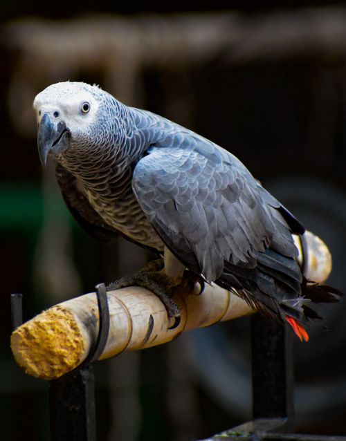 Free Detailed close-up of a grey parrot perched on a branch, showcasing its beautiful feathers. Stock Photo