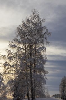 Majestic snow-covered trees against a serene winter sunset sky.