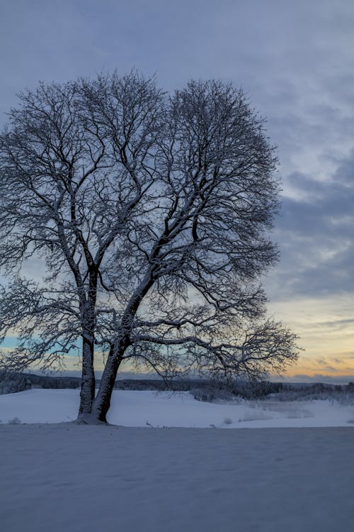 Tree in Snow at Sunset in Winter