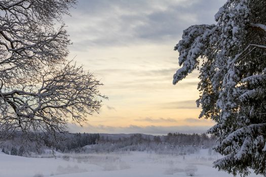 Peaceful winter landscape with snow-covered trees at sunset, capturing the serene beauty of nature.