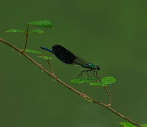 Dragonfly in Nature