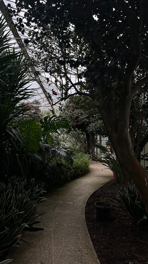 Безкоштовне стокове фото на тему «алея, ботанічний сад, вертикальні постріл»