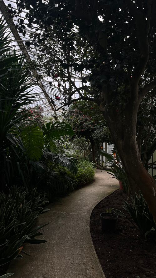 Free Tranquil walkway surrounded by lush greenery inside a botanical greenhouse. Stock Photo