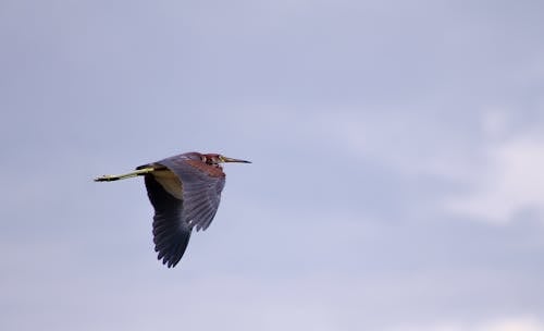 Heron Flying in the Sky 