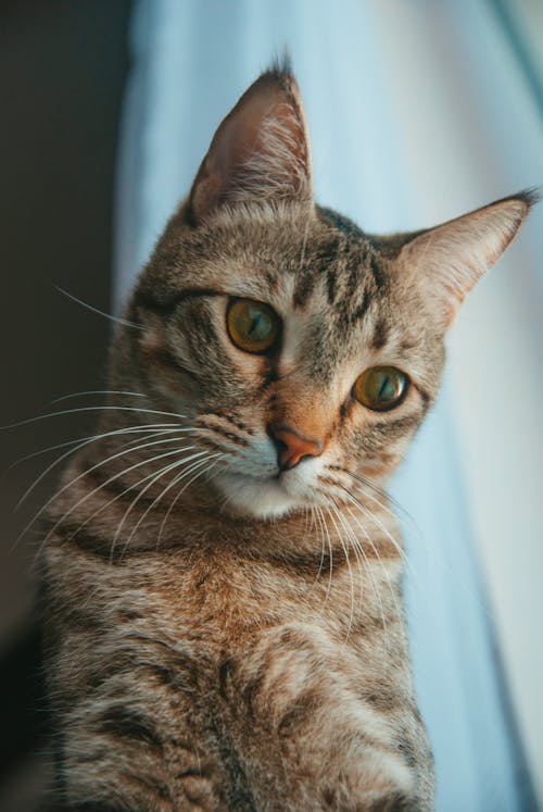 A cat with green eyes looking at the camera
