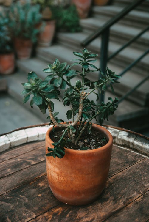 Free Close-up of a Potted Plant Standing on a Table Outside  Stock Photo