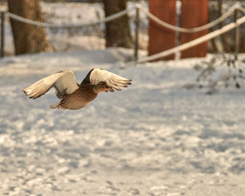 Základová fotografie zdarma na téma chladné období, divočina, divoká kachna