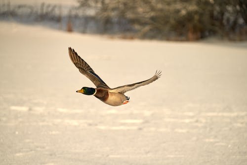 A graceful male mallard duck soars above a frozen lake in Norway, showcasing the beauty and elegance of wildlife in flight during the winter                           
