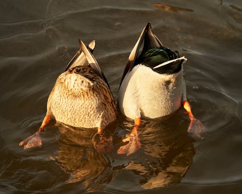 Close-up of Two Diving Ducks 