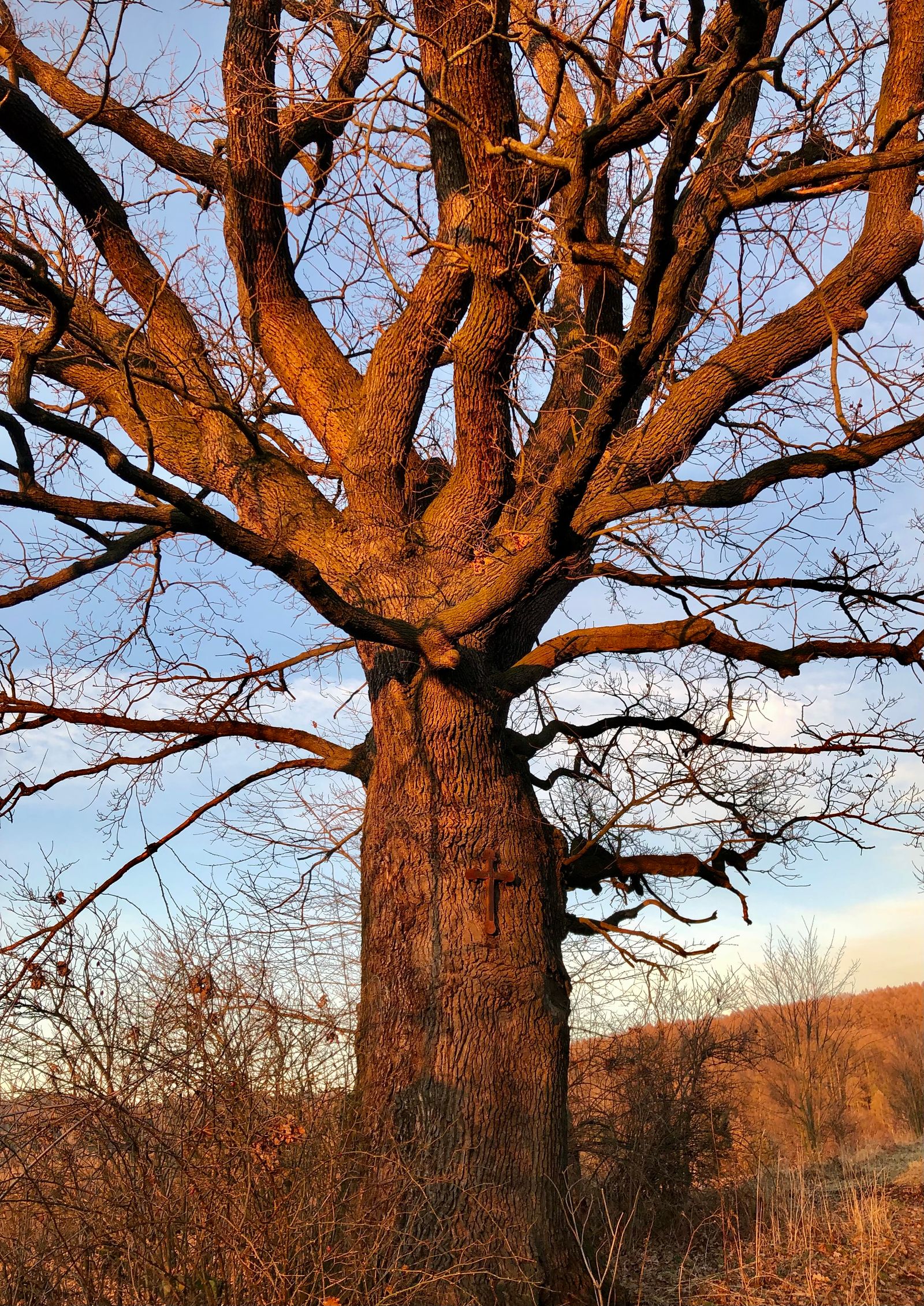 Dryed Tree Photo of a Dry Tree · Free Stock Photo