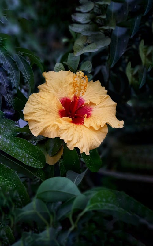 Close-up of a Yellow Chinese Hibiscus