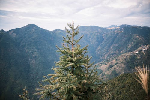 View of a Conifer on the Background of Mountains 
