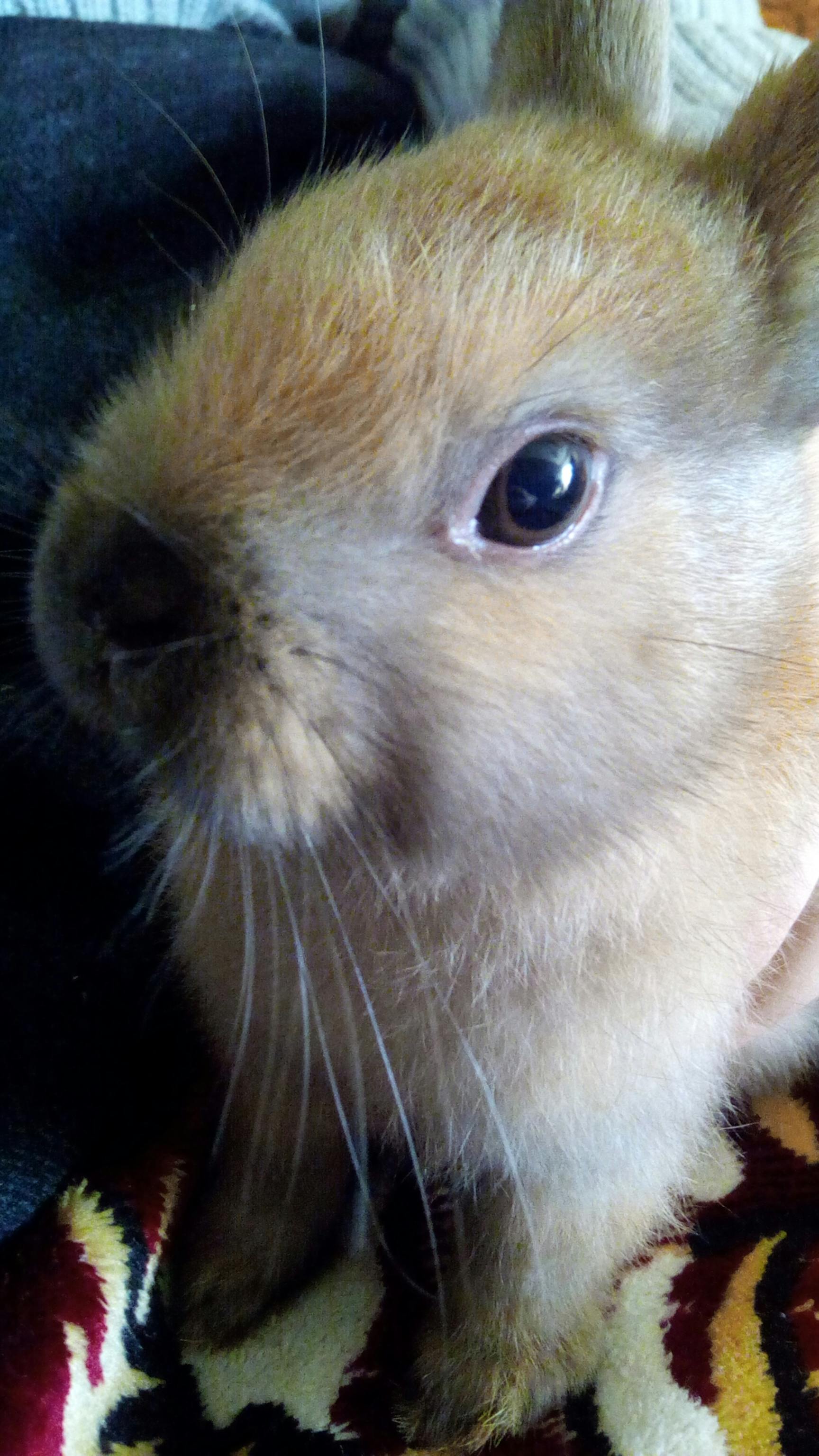 Free stock photo of animal lover, bunny