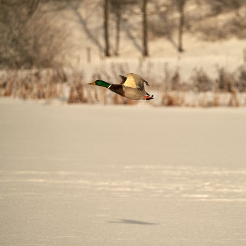 Graceful male mallard duck soars above a frozen lake in Norway, showcasing the beauty and elegance of wildlife in flight during the winter.