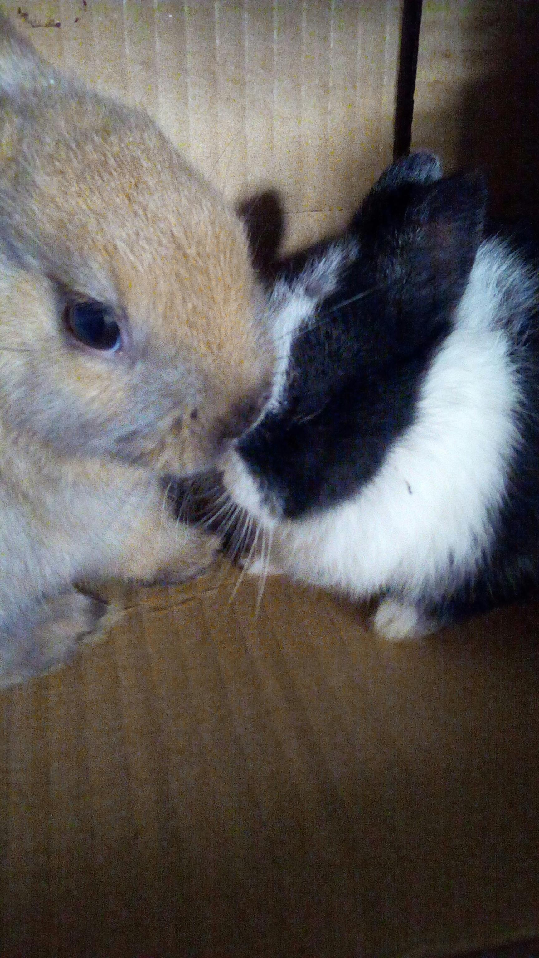 Free stock photo of Bunny's are in love, lovely couple of bunny's