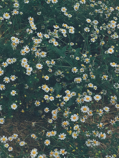 Top View of Daisies on Meadow