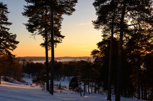 Free Captivating view of a snowy forest at sunset in Oslo, Norway. Stock Photo