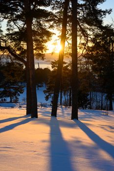 Beautiful winter sunset casting long shadows through snow-covered pine trees in Oslo, Norway.