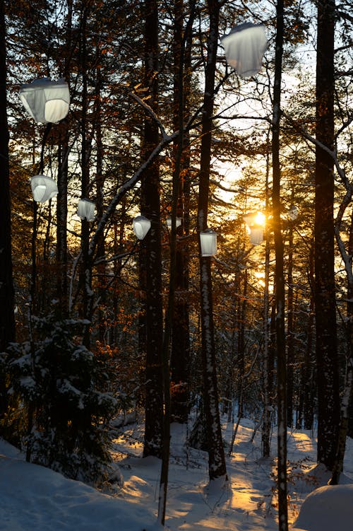 Foto profissional grátis de com frio, filiais, floresta