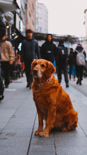 Fotomural Un Golden Retriever sentado en la acera de una ciudad bulliciosa, rodeado de peatones.