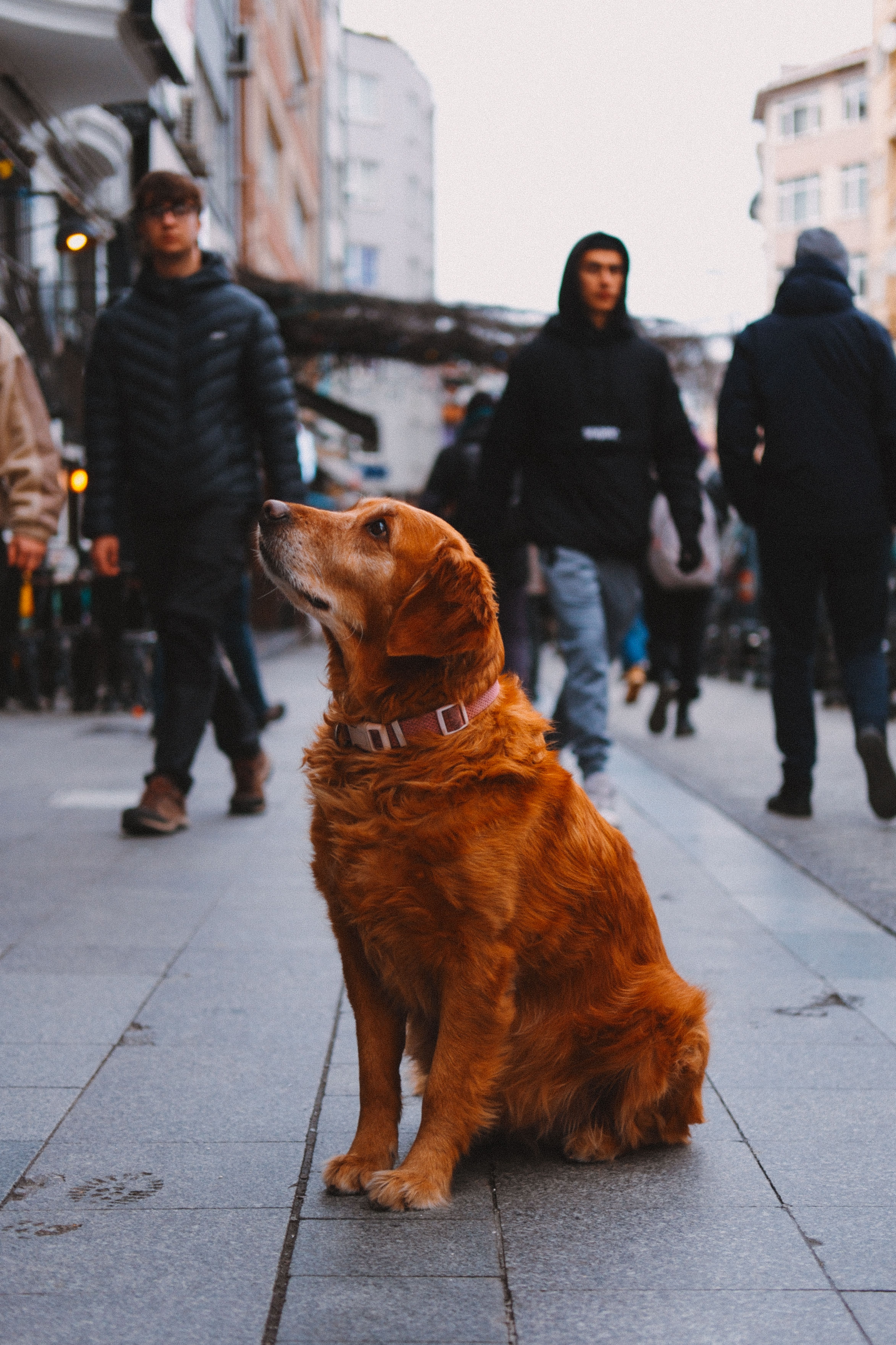Golden retriever sits peacefully on a bustling urban sidewalk as people walk by, capturing street life.