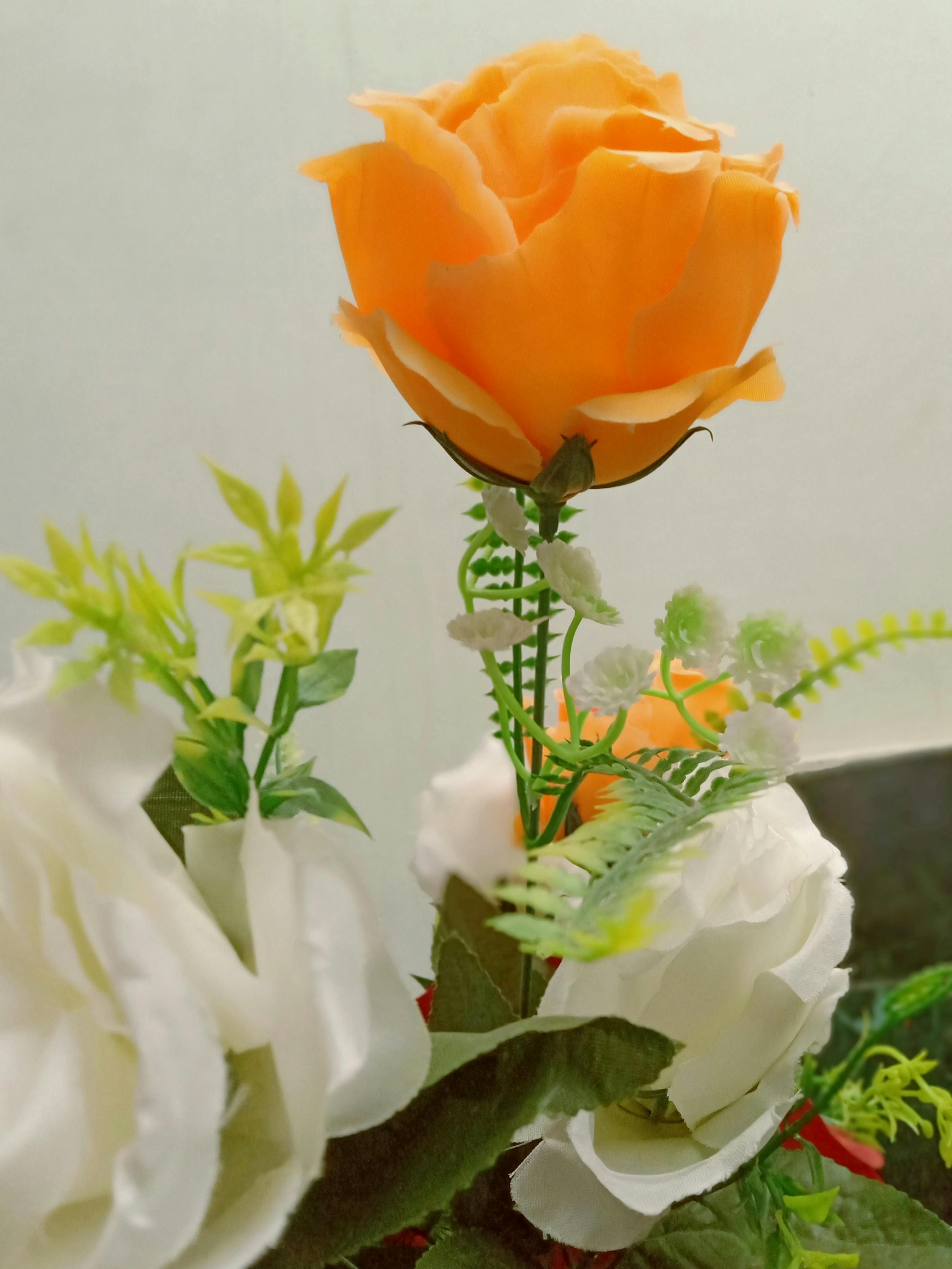 Foto Stok Gratis Tentang Bunga Mawar Foto Bunga Teratas