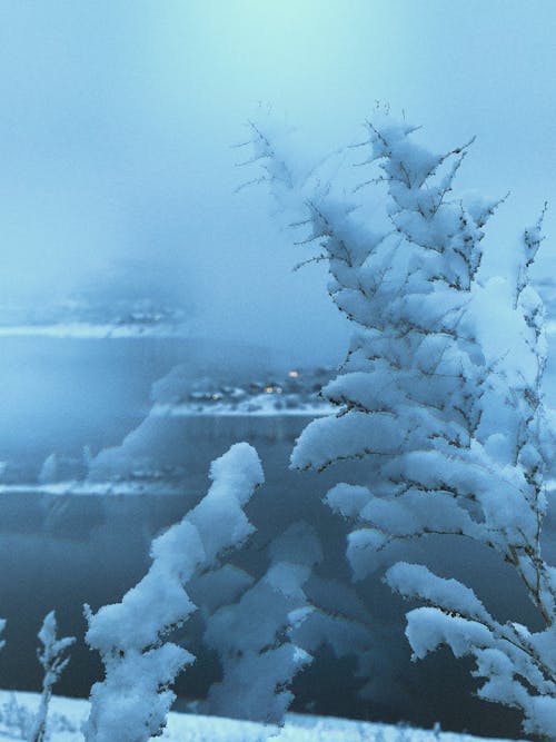 Free stock photo of cold, lake, snow
