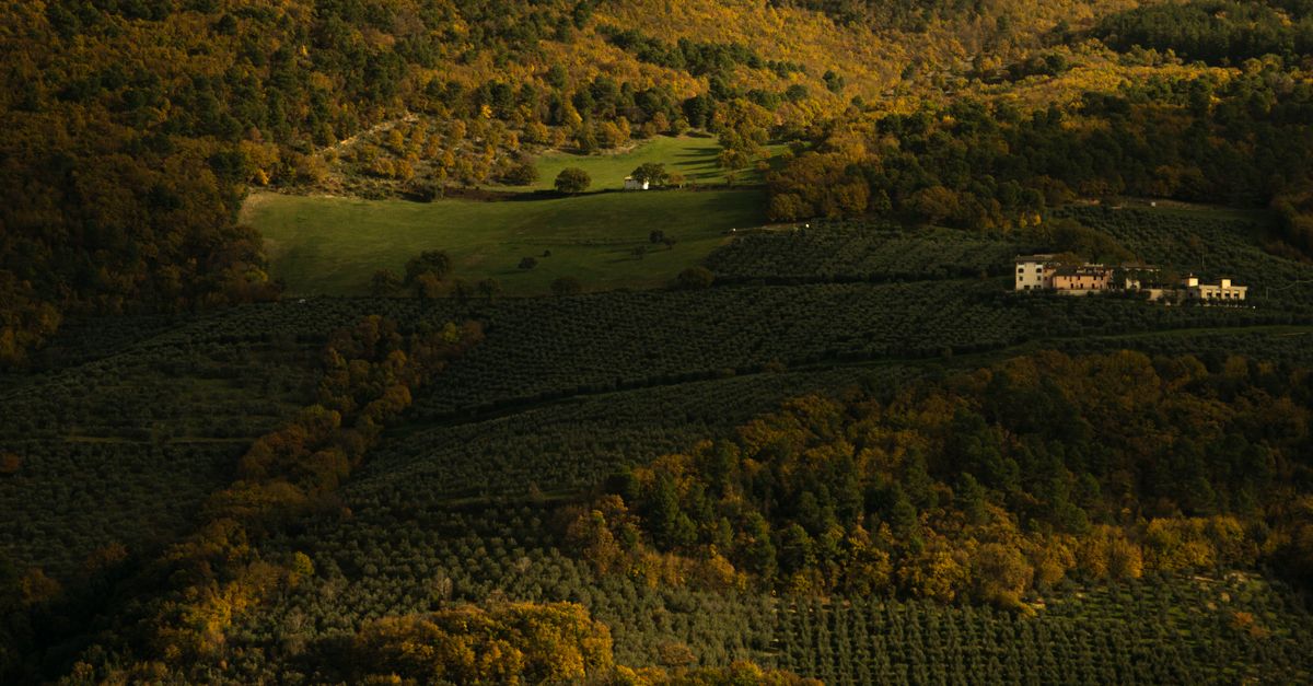Breathtaking aerial image of lush vineyards, farmhouses, and rolling hills in autumn.