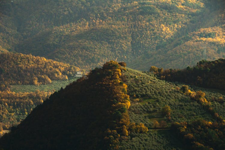 Trees On Green Hills