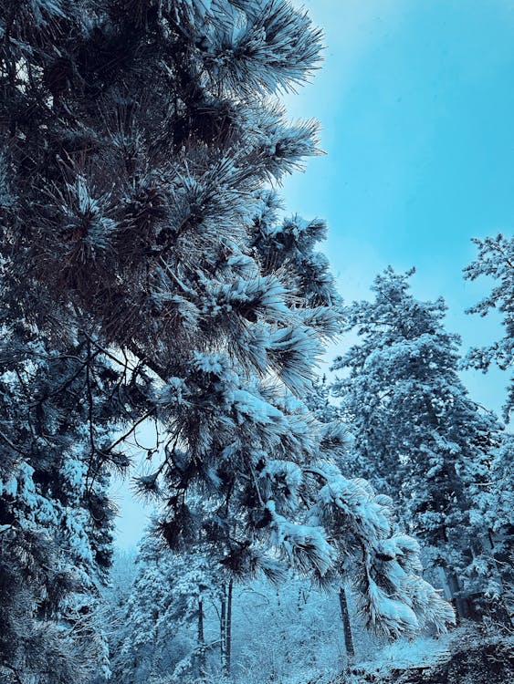 Free stock photo of cold, cold weather, snow