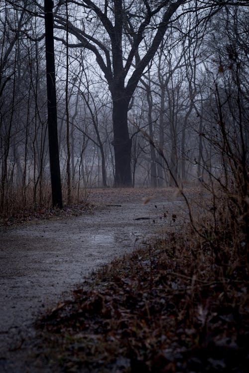 A path in the woods with a tree in the background