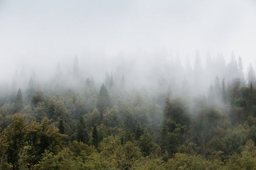 A forest covered in fog and trees