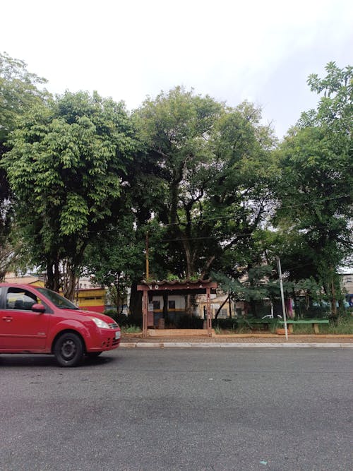 Trees behind Red Car on Street