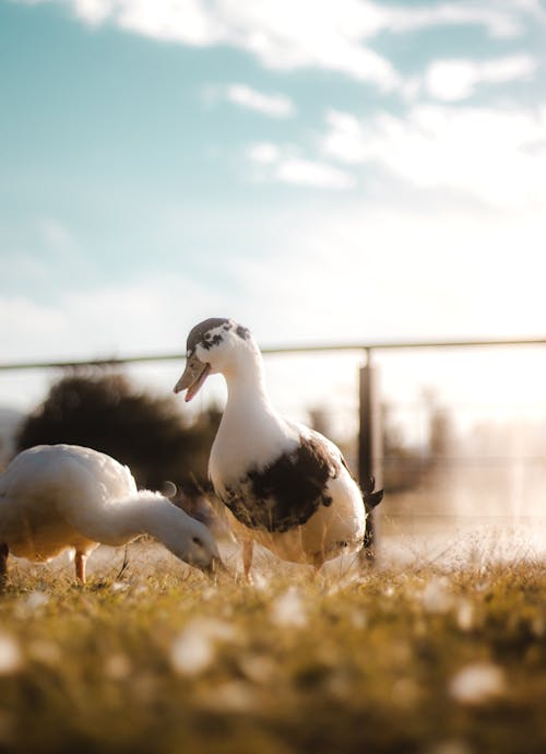 動物攝影, 垂直拍摄, 安科纳鸭 的 免费素材图片