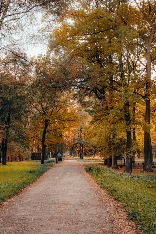 View of a Pathway between Autumnal Trees in a Park 