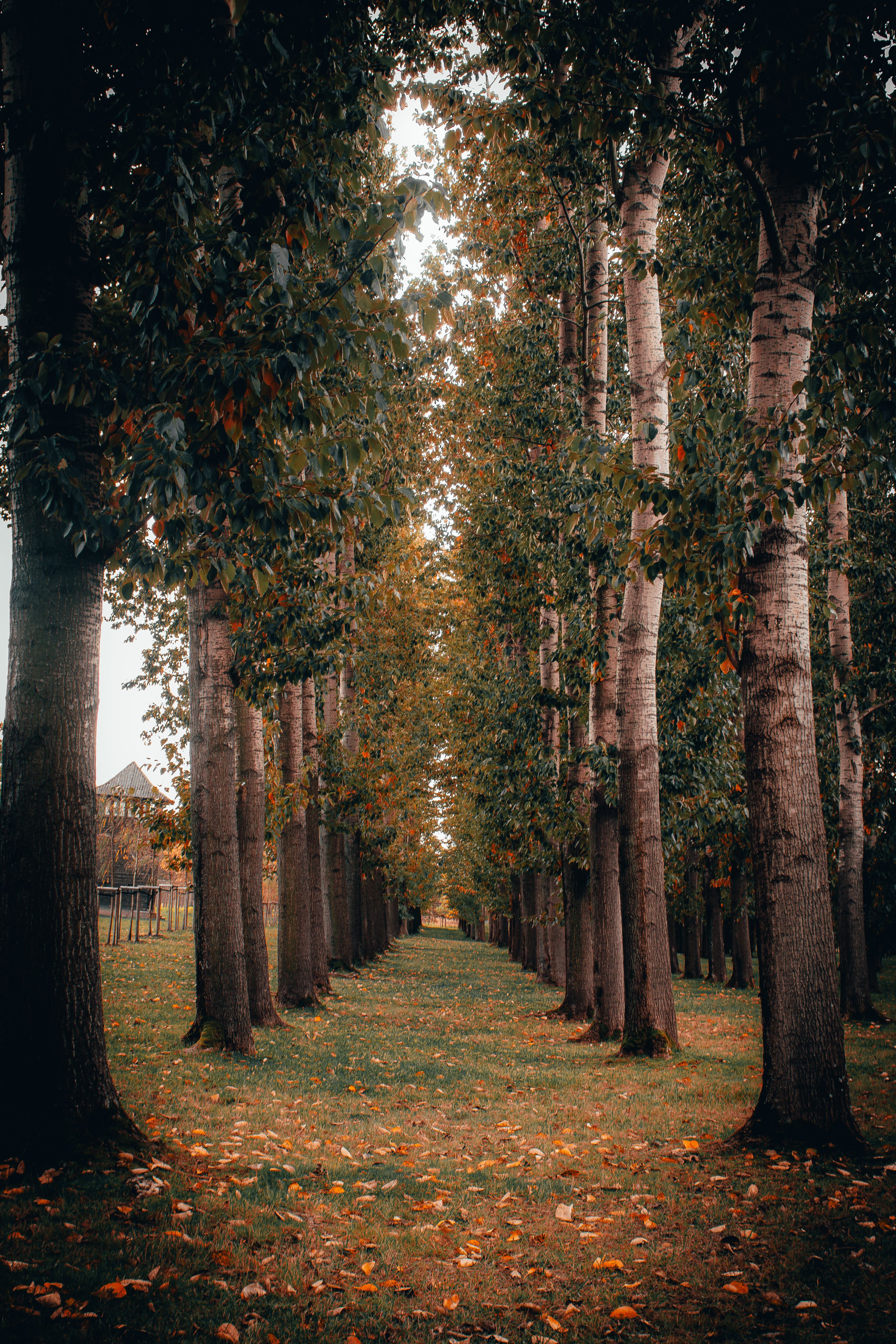 Trees Alley in Park in Autumn · Free Stock Photo