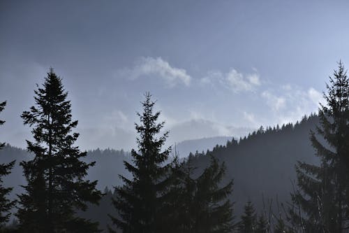 겨울 동안 산맥에 푸른 나무