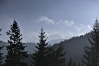 黎明时分，幽静的迷雾笼罩着山间树林，参天的松树展现了大自然的宁静