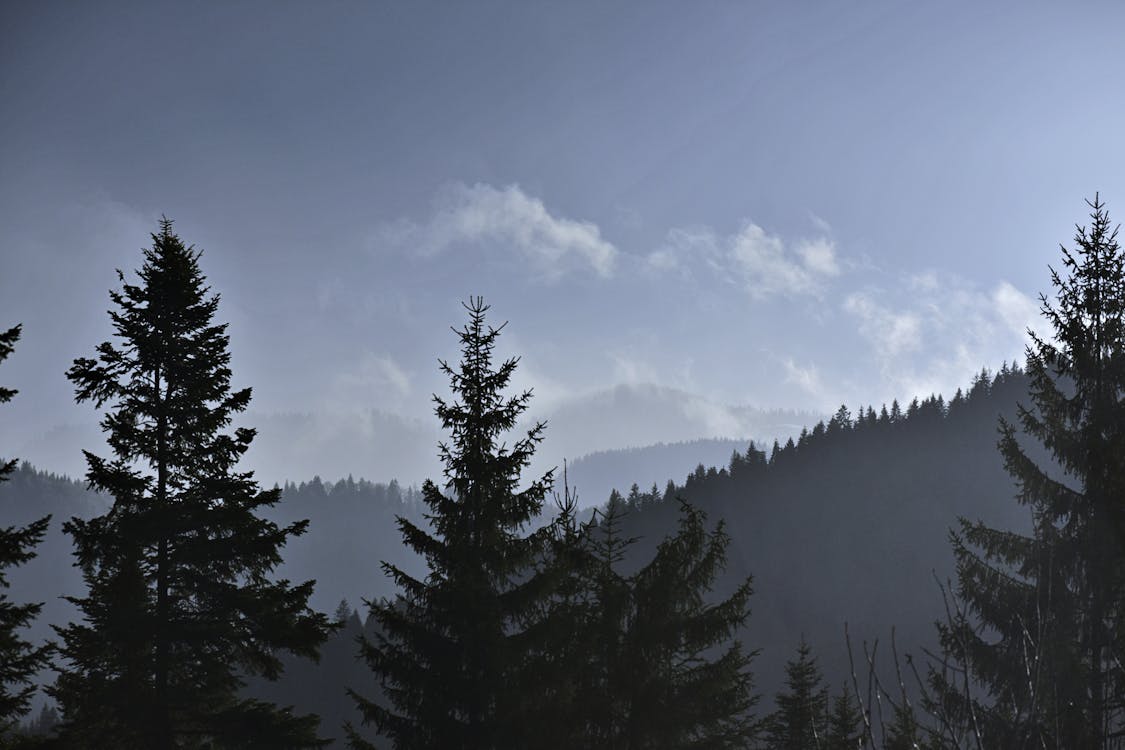 Green Trees on Mountain Range during Winter
