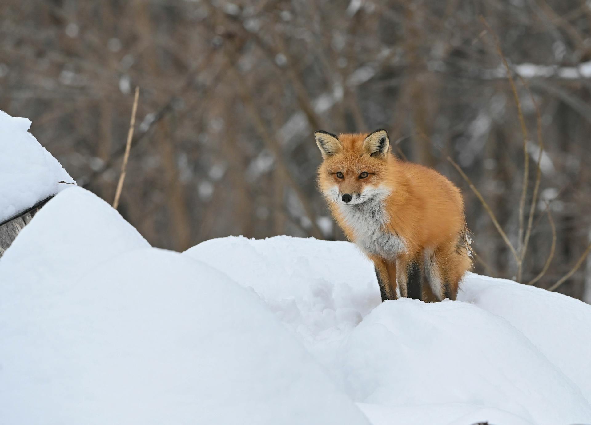 Fox in Snow