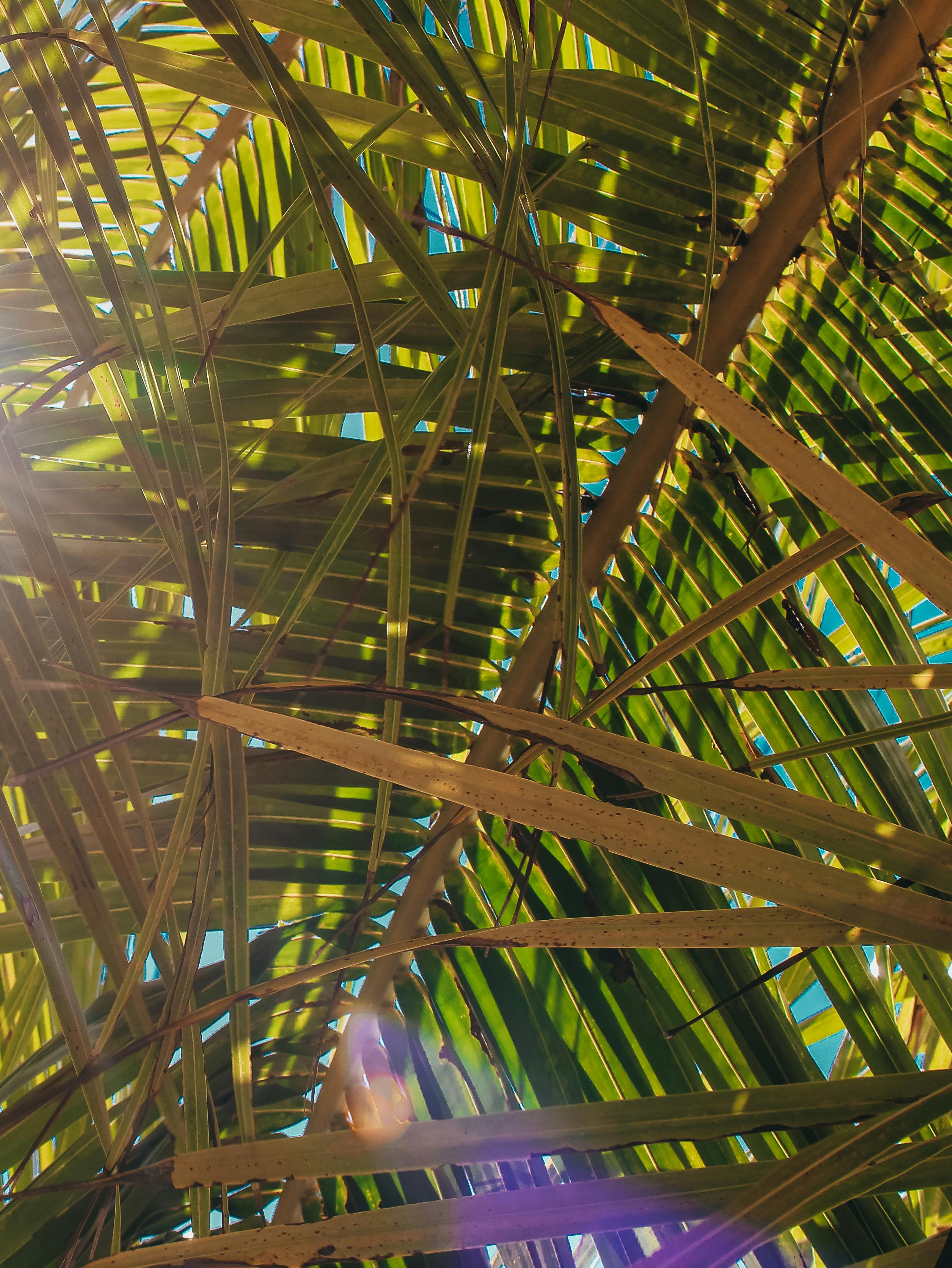 Sunlight filtering through tropical palm leaves, creating a vibrant pattern.