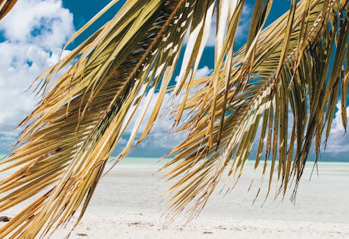 무료 해변에 코코넛 나무 스톡 사진