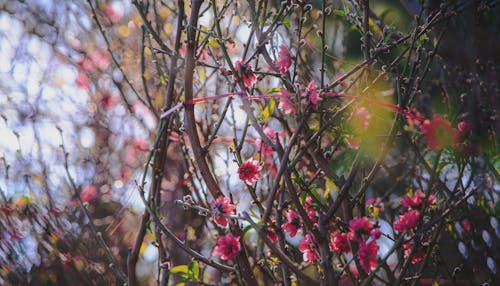 Gratis arkivbilde med tidlig morgen, tidlig vår, vakre blomster