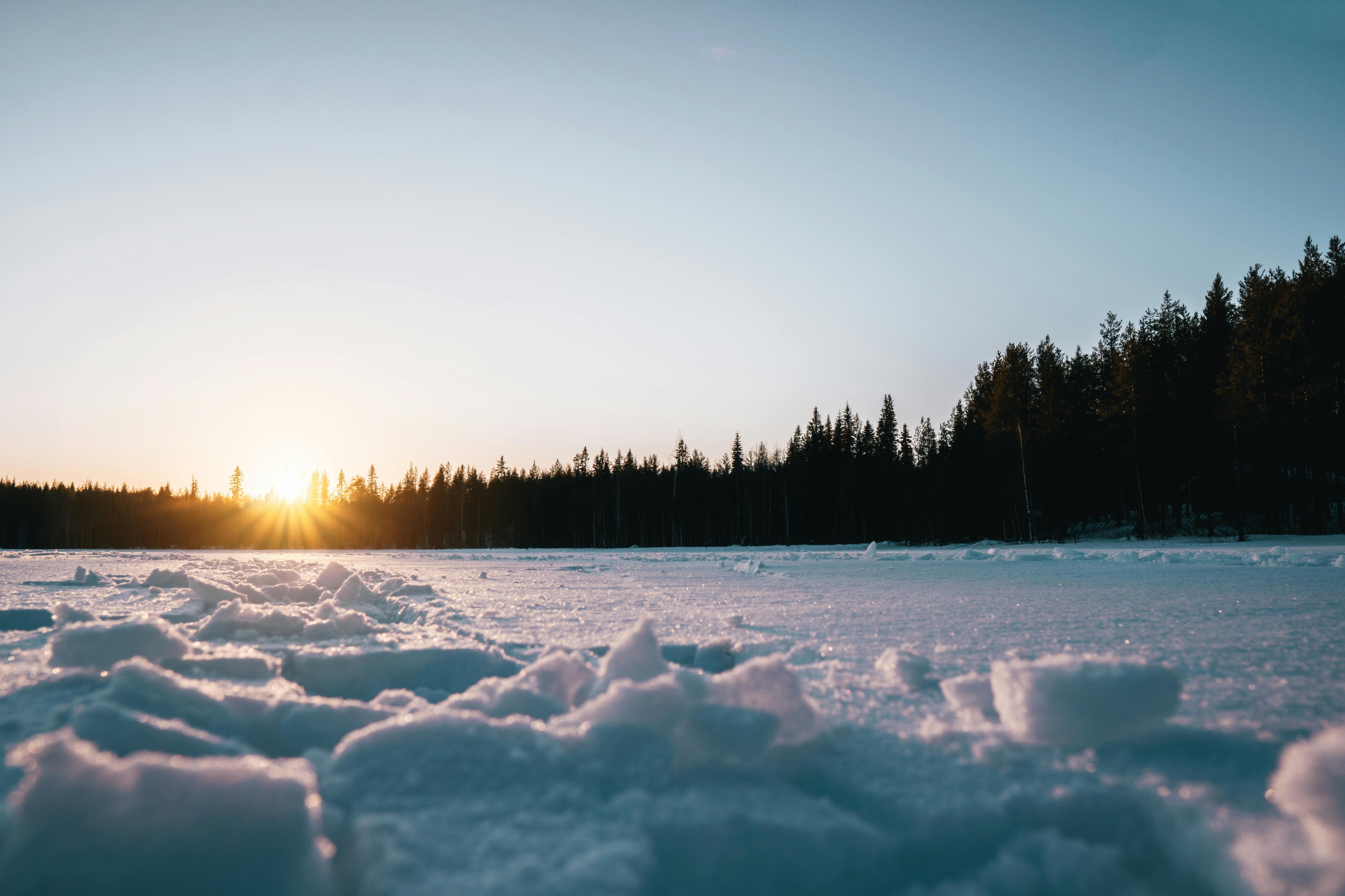 snow and trees