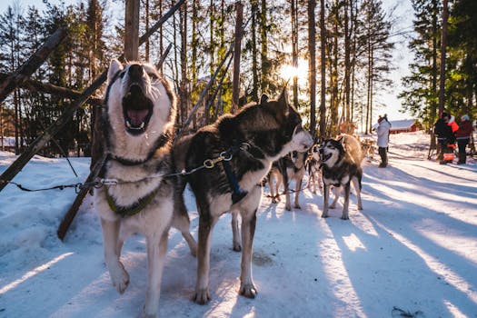 Siberian huskies in a snowy forest in Finland, showcasing winter adventure.