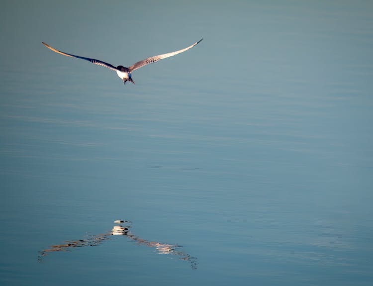 Flying Seagull Reflects In Sea