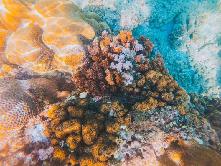 Colored Coral Reef Underwater